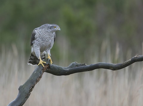 Goshawk