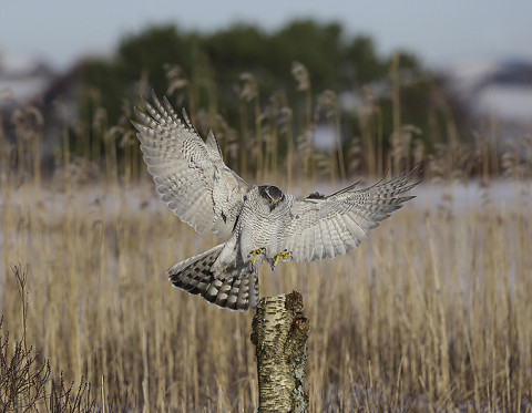 goshawk