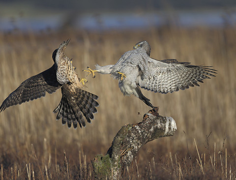 goshawk