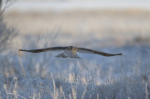 Goshawk