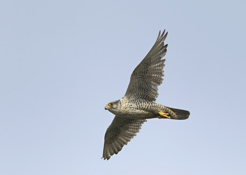 Gyr Falcon