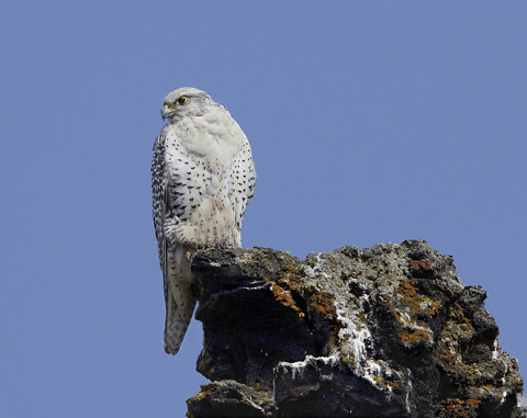 Gyr Falcon