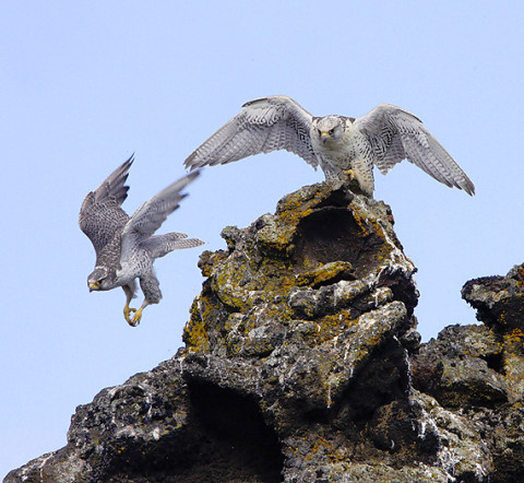 Gyr Falcon