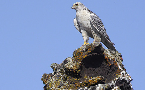 Gyr Falcon