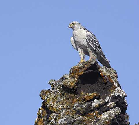 Gyr Falcon