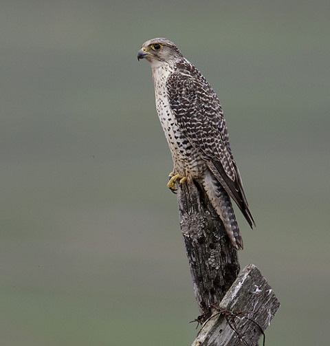 Gyr Falcon