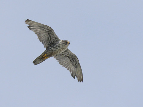 Gyr Falcon