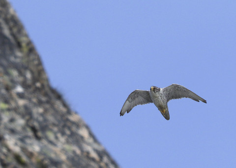 gyrfalcon