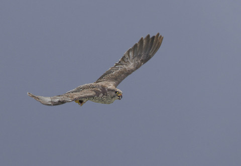 gyrfalcon