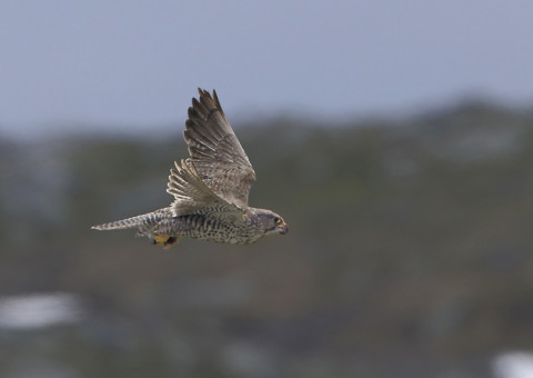 gyrfalcon