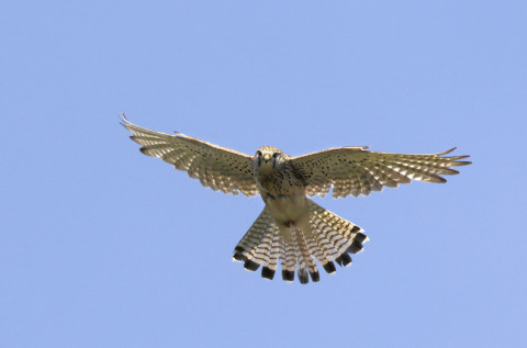 kestrel