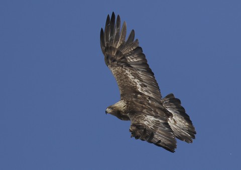 GoldenEagle