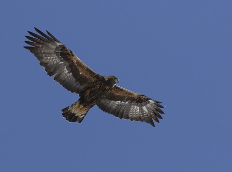 GoldenEagle