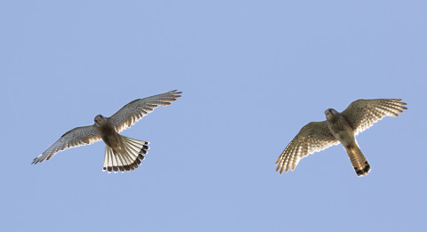 Kestrel couple