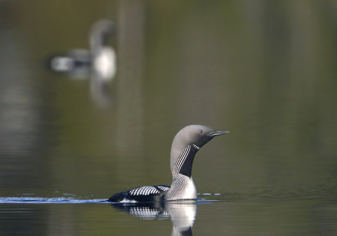 loon