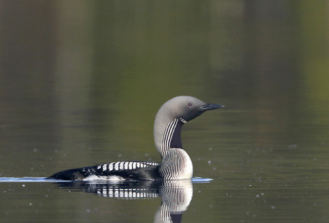 loon