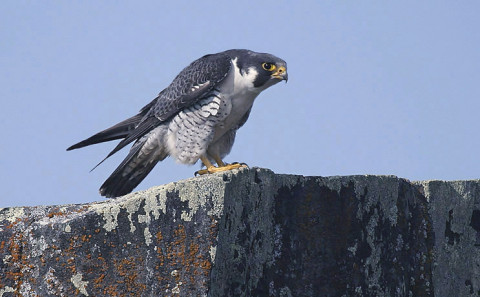 peregrine