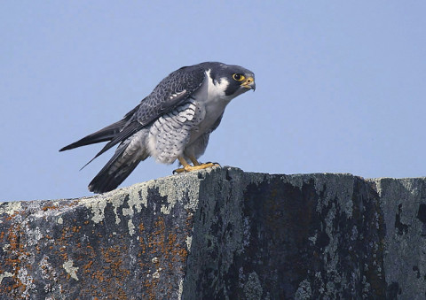 peregrine