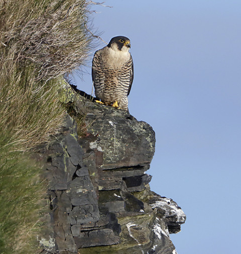 Peregrine Falcon