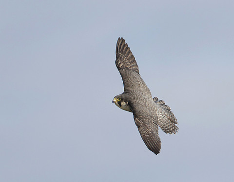 Peregrine Falcon