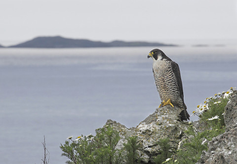 peregrine