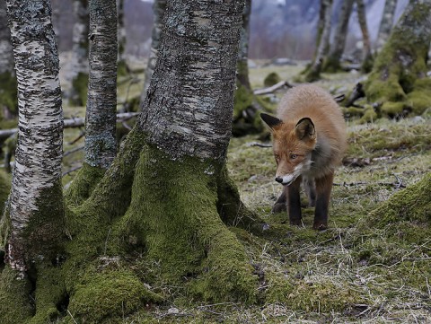 Red Fox