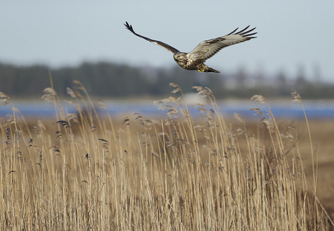 roughleggedbuzzard