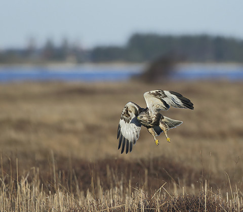 roughleggedbuzzard