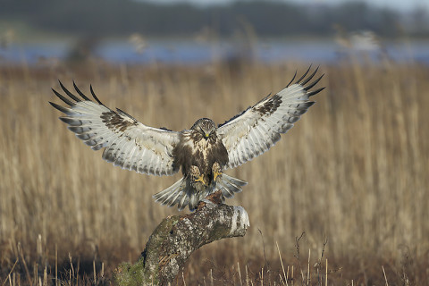 roughleggedbuzzard