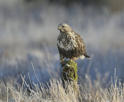 roughleggedbuzzard